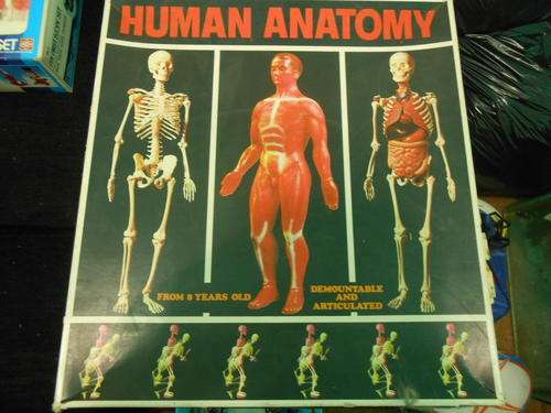 Vintage Educational Game: Human Anatomy set